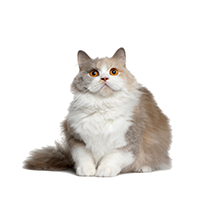 Вет.диета для кошек
